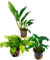 Kit Selezione Anubias: 3 Piante Acquatiche Facili da Curare - Ideale per Principianti e Acquari di Ogni Tipo