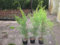 Thuja Lebensbaum Brabant 80-90 cm 50 St. Hecke Heckenpflanzen