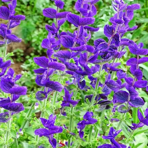 Clary Sage Seeds Blue Monday | 350 Seeds + freebie + Plant tag | Salvia horminum