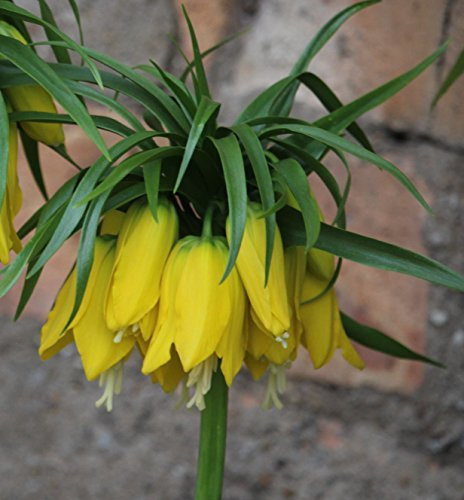 3 Kaiserkronen Fritillaria Imperialis Lutea Blumenzwiebeln