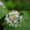 100pcs seltene exotische blühende Pflanzen Transparente Blumen-Samen Diphylleia grayi Bonsai Wasser wird transparent Skelett Blume