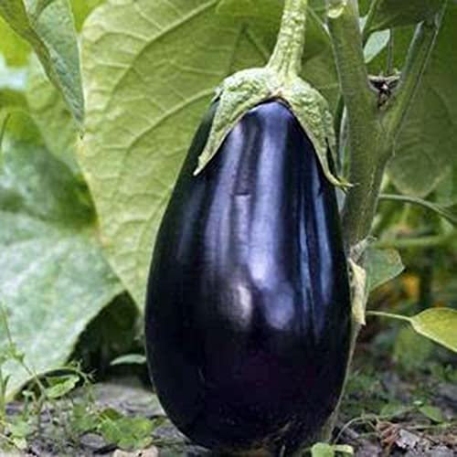 Haloppe 100 Pz Semi Di Ortaggi Melanzane Per La Piantagione Del Giardino Domestico, Semi Di Melanzane Semi Di Ortaggi Viola Scuro Freschi Per Giardino Semi Di Melanzane
