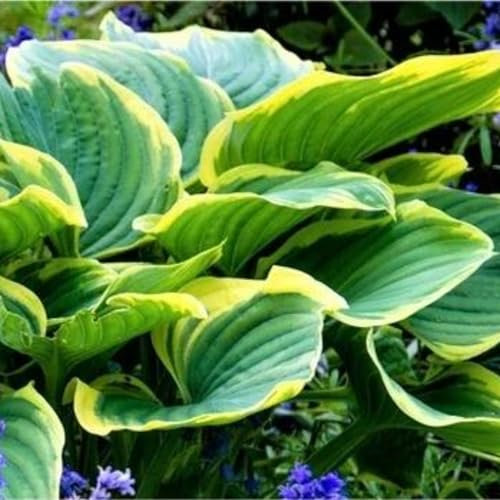 Funkien zwiebeln,winterharte pflanzen,pflegeleicht,liebt ein feuchtes Milieu,duftet angenehm,schöne,gesunde Zwiebeln,duftend,funkien hosta,Hosta Wurzel,hosta pflanze winterhart.-6zwiebeln-A