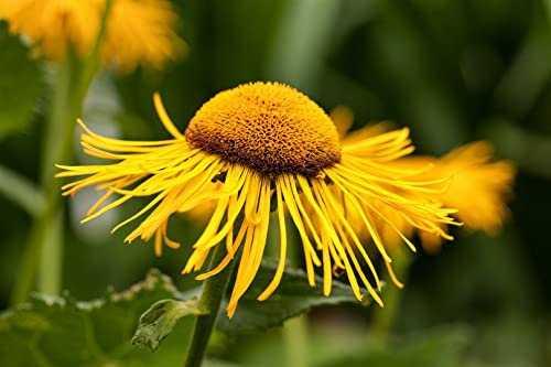 Telekia speciosa ca. 11x11 cm Topf - Großblütige Telekie, gelbe Blüten, Blütezeit Juli-September, ideal für Rabatten, pflegeleicht, bienenfreundlich