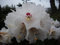 Rhododendron calophytum - Wilde Alpenrose