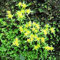 Haloppe 100 Unids Stonecrop Notoginseng Plantas Semillas para la Plantación de Jardín de Hogar, Sedum Aizoon Seeds Healthy Sedum Golden Moss Stonecrop Sedum Acre Seeds Semilla