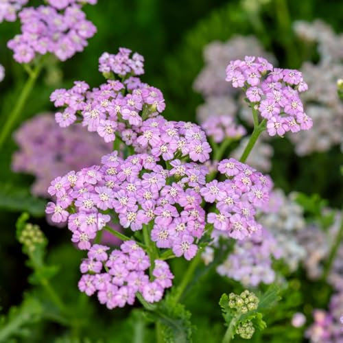 Achillea 'Lilac Beauty'. Plug Plant x 4. Perennial Yarrow, Pink Flowers. Plants for pollinators. Cottage Garden Plant. Available from Bedwen Plants