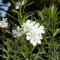 Oleander Weiß Winterhart Samen Pflanzen Bonsai Topf KüBelpflanzen Winterharte Pflanzen FüR Den Garten Planze Blumensamen Wildblumensamen MehrjäHrig Winterhart SträUcher Blumendeko 15stüCk