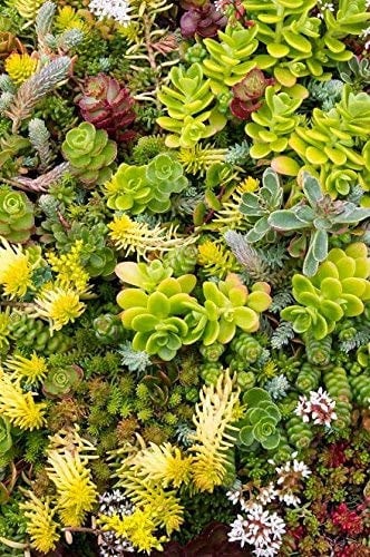 Semi di Fetthenne mescolati - Sedum sp