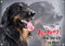 Petsigns Hundeschild - Hovawart - hochwertiges Metallschild - rostfrei und beständig, DIN A5