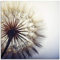 ARTland Wanddeko Glasbilder Wandbild Glas Bild einteilig Quadratisch Natur Botanik Blumen Pusteblume Blüten Frühling Modern T4RE