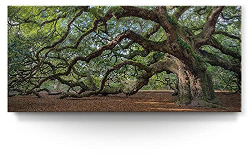 BilderKing Wandbild Baum Alte Eiche - 110cm x 50cm Leinwand auf Fertigrahmen + Aufhänger