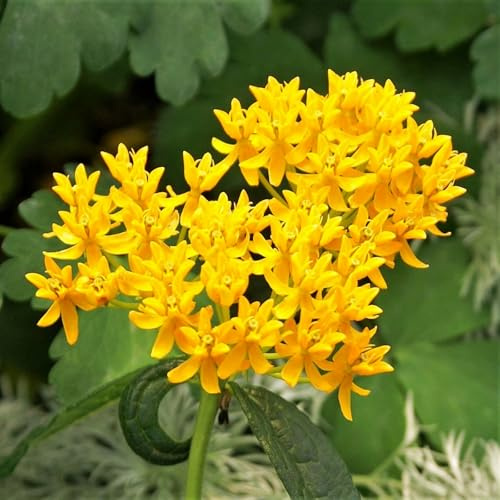Tuberose – winterhart, mehrjährig, duftend – geeignet für die Dekoration im Innen- und Außenbereich-10 Wurzel-I