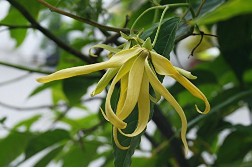 Ylang-ylang Cananga odorata | Fragrante Arbusto/albero | Zone 9-10 | 12 semi freschi