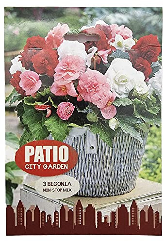 3 x Begonia Non-Stop Mix – Gorgeous, High Performing, Colourful Double Blooms - Grows Quickly & Easily – for Your Beautiful Garden