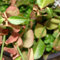 Kriechspindel 'Tustin' - Euonymus Fortunei 'Tustin' - 20-30 cm Topf - Robuste Pflanze, guter Bodendecker