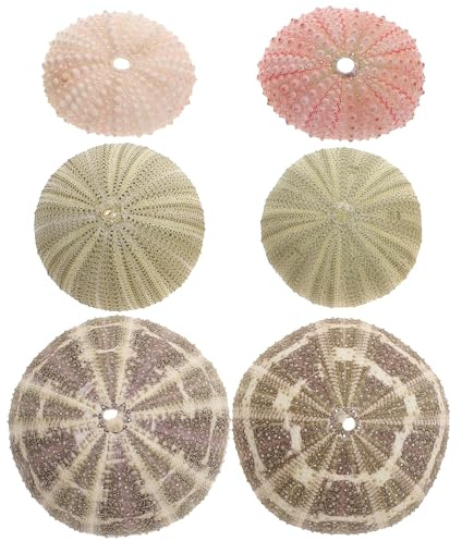 DIYEAH Pot pour Plante Aérienne en Coquillage D'oursin Synthétique 6pcs, Accessoire de Décoration Maison et Artisanat à Thème Marin, Couleurs Variées Couleur Aléatoire