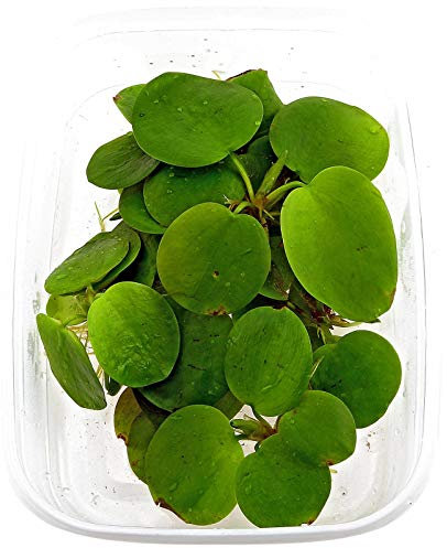 10 x Limnobium laevigatum folating Plants Against Algae - Piante Vive per Acquario