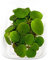 10 x Limnobium laevigatum folating Plants Against Algae - Piante Vive per Acquario