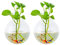 Jardineras De Vidrio Para Colgar En La Pared 2Pcs Forma Esférica Macetas De Plantas Terrario Contenedor Florero Con 2.12 OZ Piedras Coloridas Interior Al Aire Libre Para El Jardín De Su Casa Boda De L