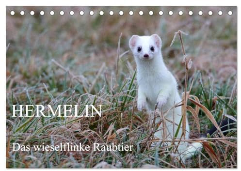 Hermelin - das wieselflinke Raubtier (Tischkalender 2024 DIN A5 quer), CALVENDO Monatskalender: Hermelin in seinem natürlichen Lebensraum (CALVENDO Tiere)