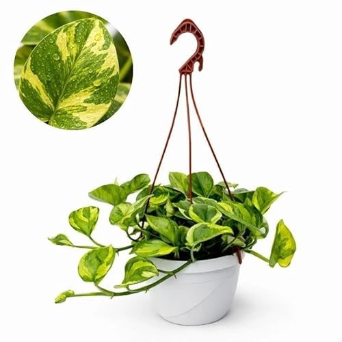 I GIARDINI DI GIULIA - Pothos Pianta Vera N Joy Ricadente Variegato in Vaso Sospeso, Pianta di Pothos da Interno con Vaso, Pothos N Joy (Foglie gialle)