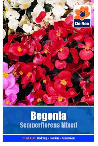 Flower Seeds Begonia Semperflorens Mixed - 39 Seeds Packet Plant Bedding Borders Containers Pots Grow Your Own Garden Plant Seed