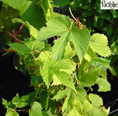 Echter Hopfen - Humulus lupulus