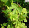 Echter Hopfen - Humulus lupulus