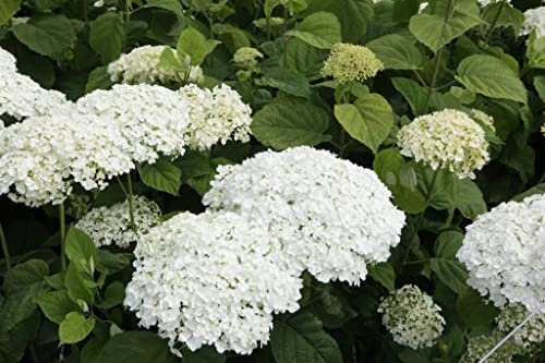 Suttons Hardy Garden Outdoor Hydrangea Arborescens Flower ‘Strong Annabelle’ Abetwo Sevenbark Deciduous Flowering Shrub, Ideal for Cut Flowers, Patios & Woodland Gardens (2 x 5 Litre Pot)