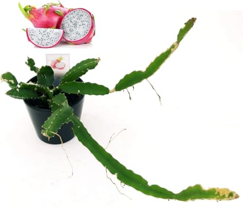 POWERS TO FLOWERS - PITAYA A POLPA BIANCA, FRUTTO DEL DRAGO, HYLOCEREUS UNDULATUS, DRAGON FRUIT, pianta vera