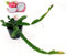 POWERS TO FLOWERS - PITAYA A POLPA BIANCA, FRUTTO DEL DRAGO, HYLOCEREUS UNDULATUS, DRAGON FRUIT, pianta vera