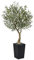 VeriNatural Olivenbaum Künstlich 150 cm - Kunstpflanze Groß UV-beständige, Kunstbaum wie echt mit Schwarze Kegelformiger Topf - Ideal für Wohnzimmer, Büro, Garten und Indoor & Outdoor Deko, VN137