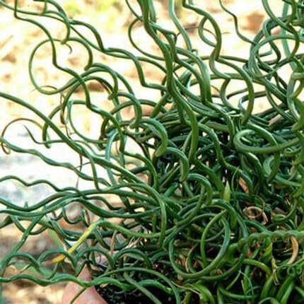 100pcs Fresh Green Corkscrew Rush Plant Seeds