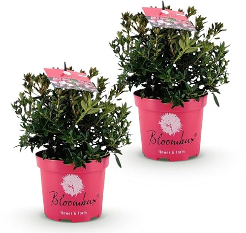 Zwergrhododendron Magenta, immergrüner blühender Zierstrauch mit rosa magenta Blüten, pflegeleicht und schnittverträglich, Ø17cm, 30-40cm hoch, für Hecke, Beet und Garten