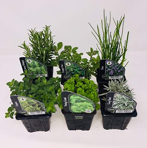 6 plantas de hierbas, incluyendo hierbas como romero, cilantro, menta, cebollino, lavanda, macetas de 9 cm listas para plantar