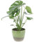 KENTIS - Monstera Deliciosa - Piante Vere da Interno Tropicali - Pianta da Appartamento Purifica Aria - H 45-55 cm Vaso Ø 14 cm