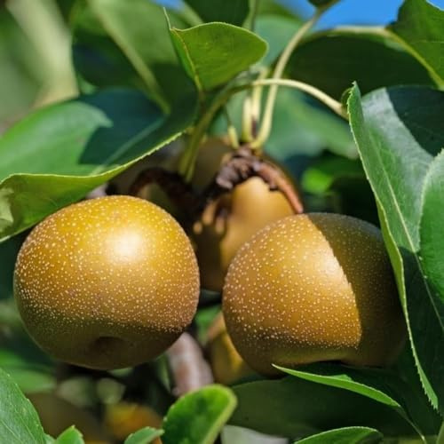 PIANTA DA FRUTTO PERO NASHI var. KOSUI in vaso 20 età 2/3 anni