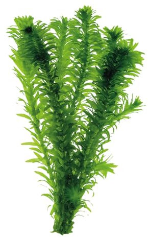 2 x Elodea densa (Anacharis) Bunch for Ponds and Fish Tanks