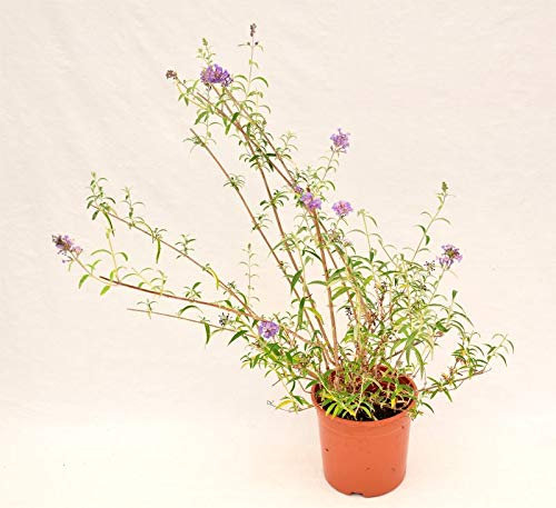 Pianta Buddleja Vaso 18cm, altezza 40/50cm