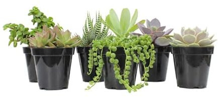 Pack de 6 Suculentas Mini Plantas Naturales Fáciles de Mantener