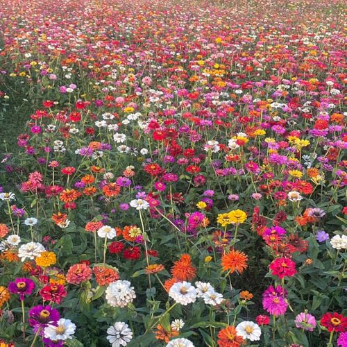 Wildblumensamen, bodendecker winterhart mehrjährig balkonblumen gartenblumen 5000pcs