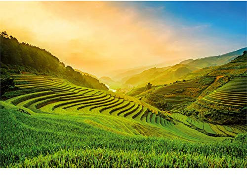 Designwalls 2.0 | Terraced Rice Field In Vietnam DD118897 | Landschaft Tapete für Küche Küche | Vlies Tapete Grün Gelb - 3,84 m x 2,6 m