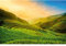 Designwalls 2.0 | Terraced Rice Field In Vietnam DD118897 | Landschaft Tapete für Küche Küche | Vlies Tapete Grün Gelb - 3,84 m x 2,6 m