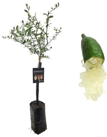 Pianta di Finger Lime/Caviale di limone - Frutto Bianco/Faustrime - Citrus Australasica - H100cm inclusa Fitocella