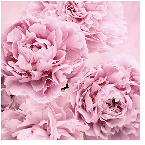 Bilderwelten Blumen Fototapete Landhaus inkl. Kleister 192x192cm - Vliestapete Made in Germany - große Blumen Tapete Schlafzimmer - Rosen Blumentapete 3D - Tapete Blumen Wohnzimmer Flur T_3249