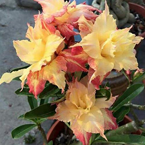 TOYHEART 20 Stück Premium Blumensamen, Wüstenrosenkerne Süß Einfach Zu Pflanzen Bunte Adenium Obesum Wüstenrosenkerne Für Das Büro 3