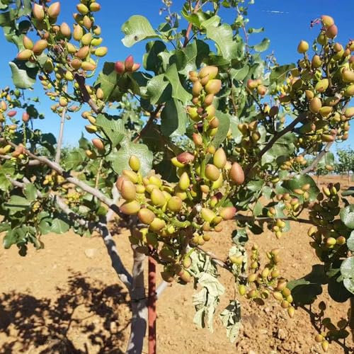 50 piezas Semillas resistentes del árbol de pistacho - pistacia vera - semillas de plantas de interior, plantas exóticas, semillas de pistacho árbol de pistacho nueces resistentes