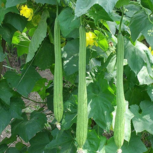 shoppingba 10Pcs Lange Luffa Samen Schwamm Gurke Handtuch Kürbis Grün Gemüse Bauernhof Pflanze