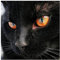 Puzzles en Papier 2000 pièces Pour adultes - Chat Noir - Jigsaw Puzzle - AR Game - Décoration murale - Cadeau Pour Les Amateurs de Puzzle 70x100cm (27.56x39.37inch)